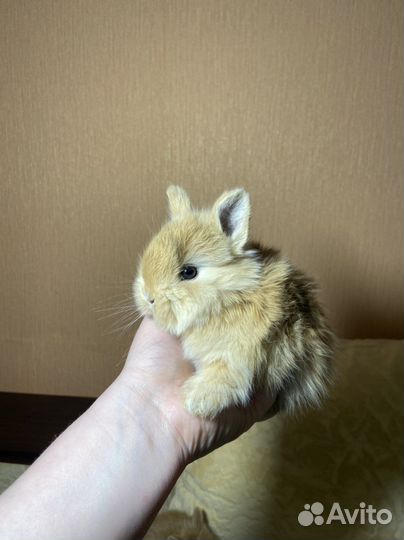 Декоративные кролики