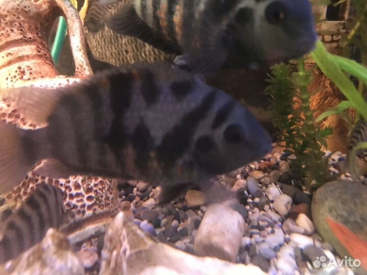 Цихлозомы чернополосые