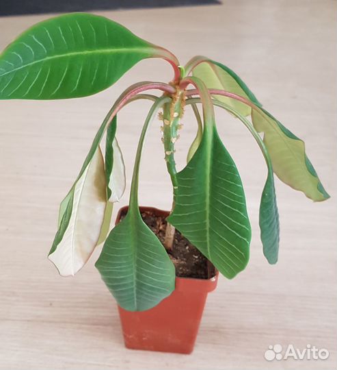 Денежное деревце