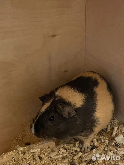 Морские свинки девочки скинни и обычные