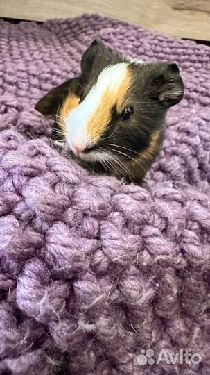 Морская свинка