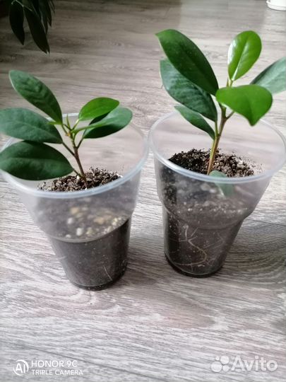 Фикус Мокламе