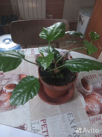 Китайская роза и другие комнатные цветы