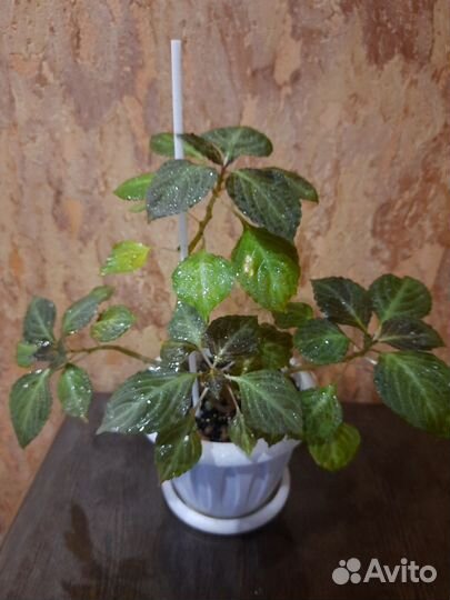 Бальзамин махровый