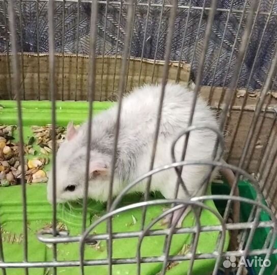 Крыса дамбо