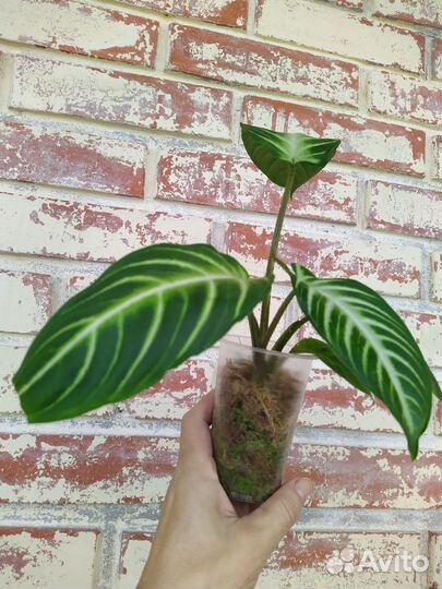 Ксантозома Линдена