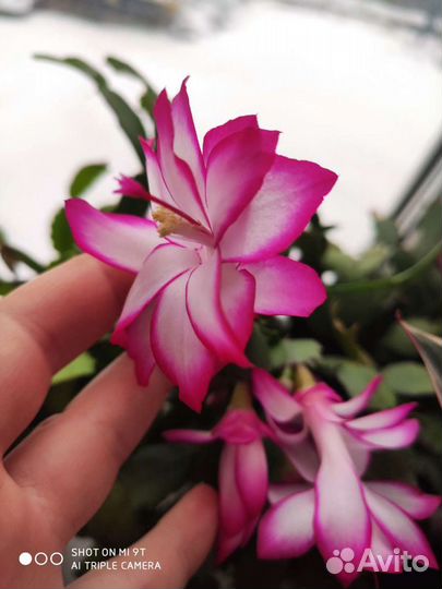 Декабрист/шлюмбергера/зигокактус