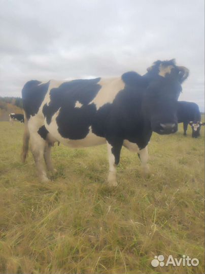 Продам корову