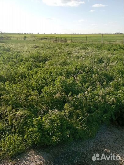 Продам люцерку