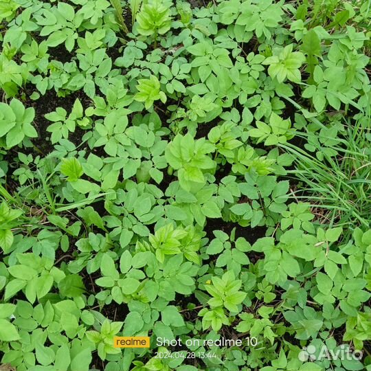 Сныть (серде)