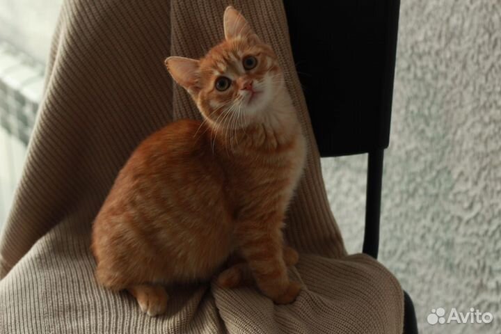 Котенок девочка