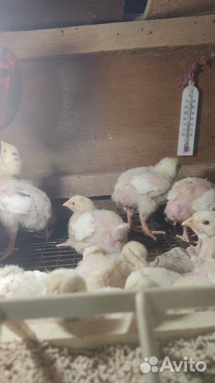 Цыплята, гусята