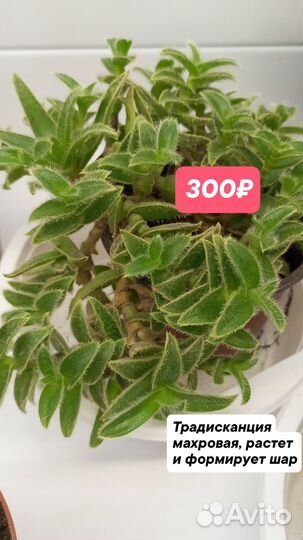 Традесканция разные сорта