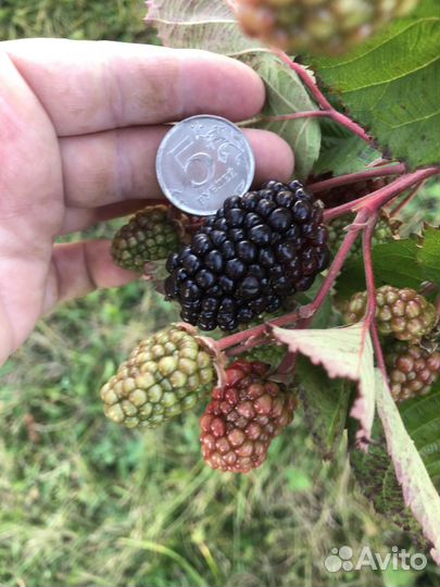 Саженец ремонтантный безшипной ежевики 2 лет