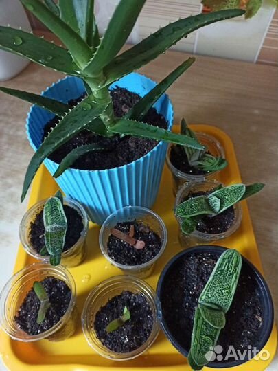 Редкие суккуленты