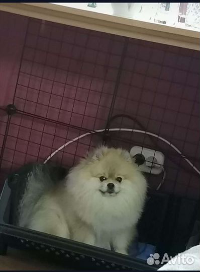 Померанский шпиц- вязка