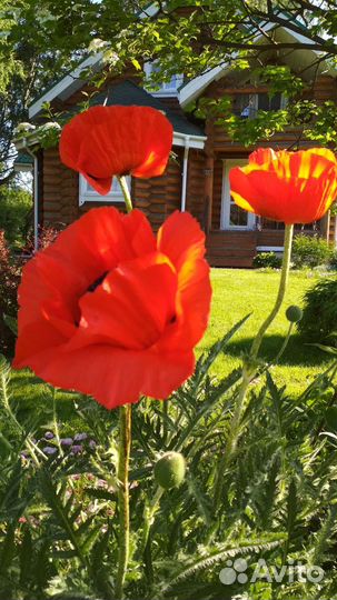 Мак декоративный