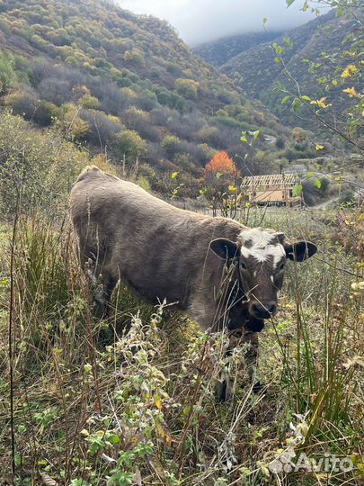Коровы,телята,бычки