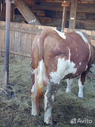 Коровы симменталки