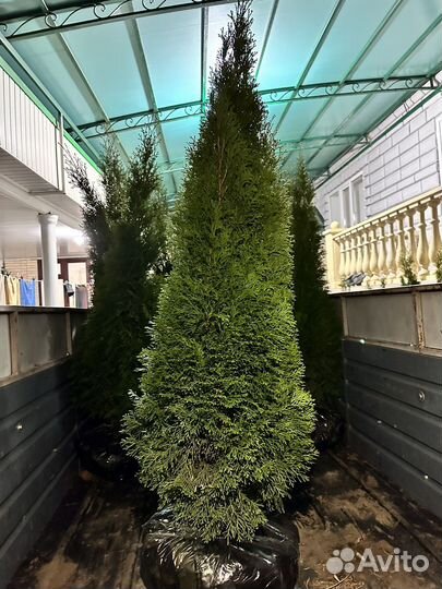 Туя смарагд