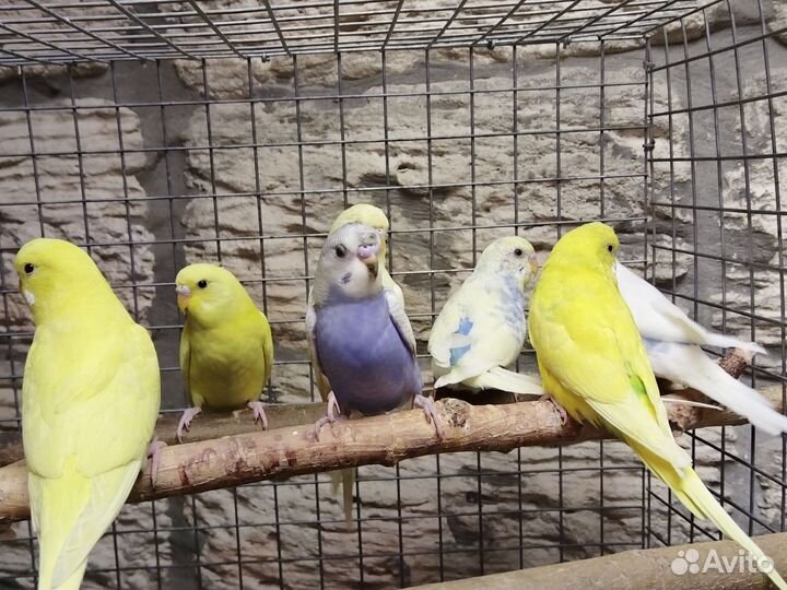 Волнистый попугай птенцы 2-3мес