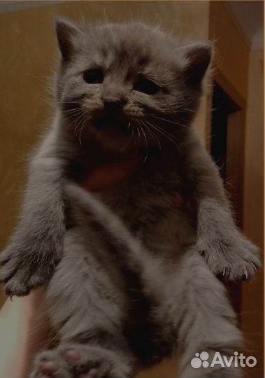 Котятки Британские)