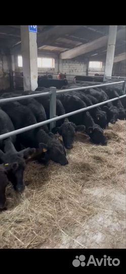 Телки ангус