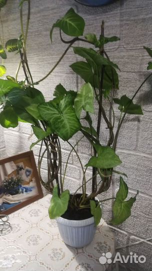 Сингониум на опоре большой