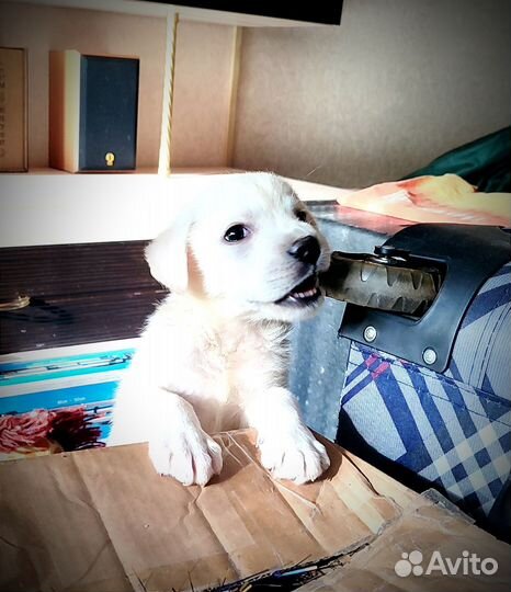 Щенки Лабрадора Ретривера