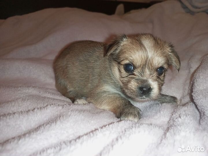 Йоркширский терьер