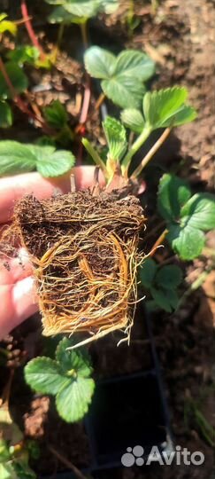 Саженцы (рассада) ремонтантной клубники Аниа (Аня)