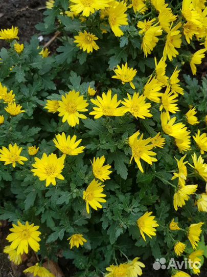 Хризантемы,сентябринки многолетки из своего сада