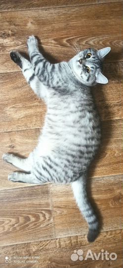 Котики в добрые руки
