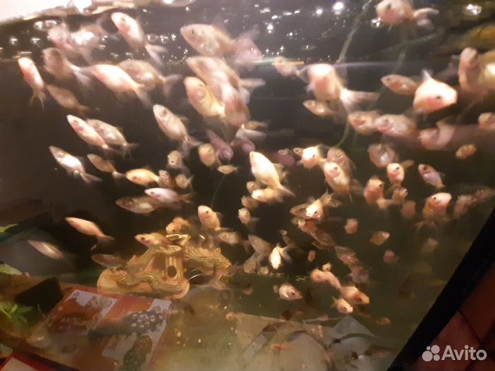 Золотые рыбки, сомики анциструс