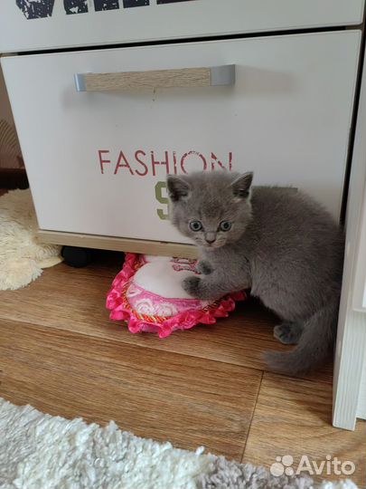 Шотландская