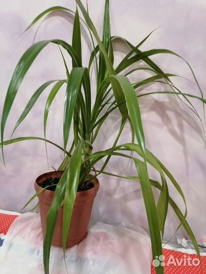 Панданус или винтовая пальма