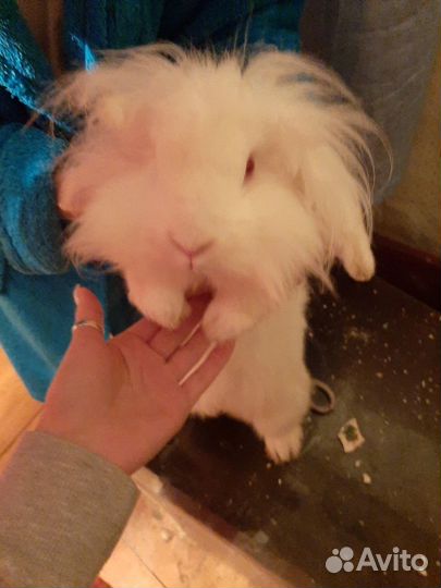 Декоративный кролик