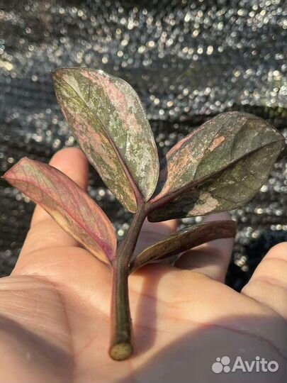 Замиокулькас вариегатный блек Оранж