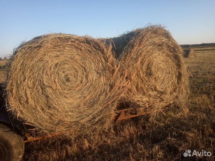 Продам сено