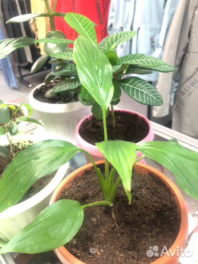 Спатифиллум