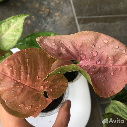 Сингониумы набором