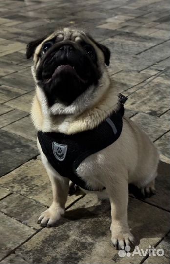 Шлейка новая