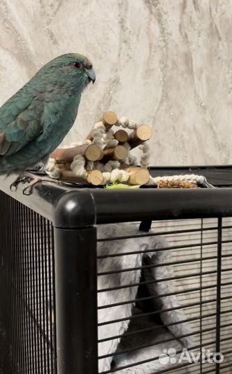 Попугай какарик (девочка)