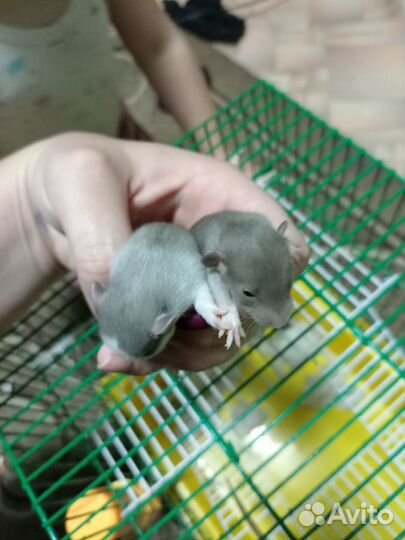 Крыса и крысятки