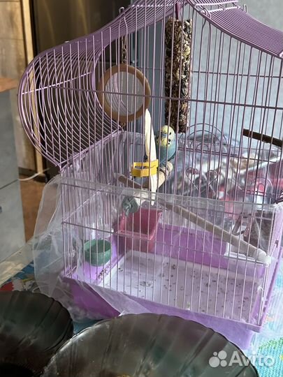 Волнистый попугай с клеткой
