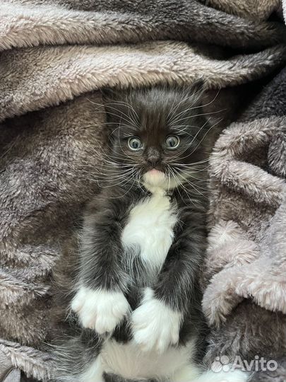 Кошка в дар бесплатно