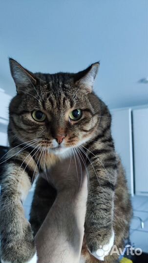 Кот Семён