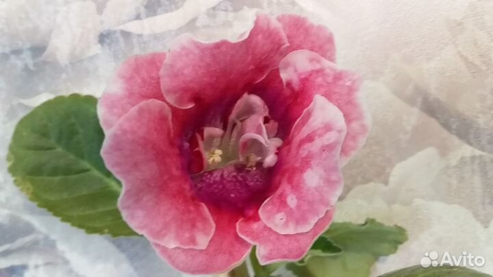 Комнатные растения цветы