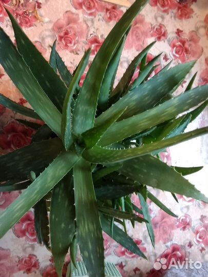 Продам отростки Алоэ Вера