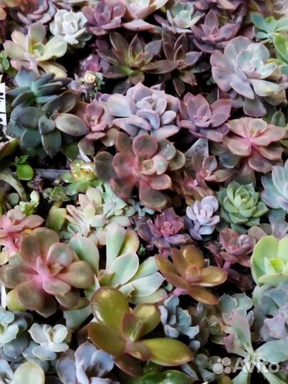 Суккуленты красивые 8